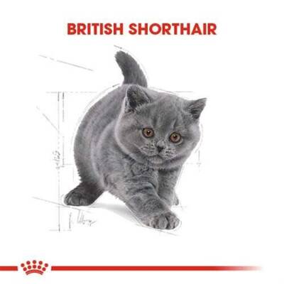 Royal Canin British Shorthair Kitten Yavru Kedi Maması 2 Kg - 8