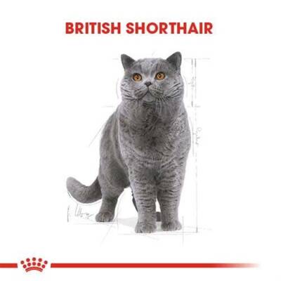 Royal Canin British Shorthair Yetişkin Kedi Maması 10 Kg - 7