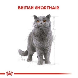 Royal Canin British Shorthair Yetişkin Kedi Maması 4 Kg - 5