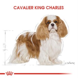 Royal Canin Cavalier King Charles Irk Yetişkin Köpek Maması 1,5 Kg - 6