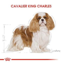 Royal Canin Cavalier King Charles Yetişkin Köpek Maması 3 Kg - 5