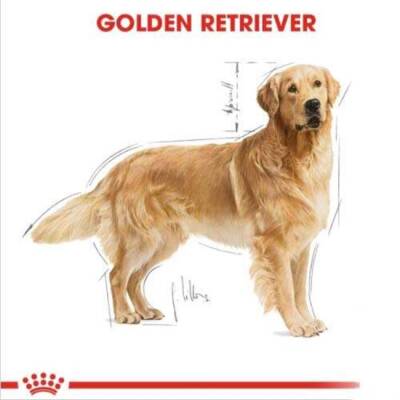 Royal Canin Golden Retriever Yetişkin Köpek Maması 12 Kg - 7