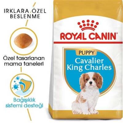 Royal Canin Junior Cavalier King Charles Yavru Köpek Maması 1,5 Kg - 1