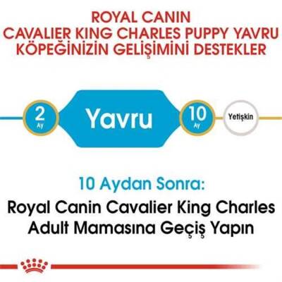 Royal Canin Junior Cavalier King Charles Yavru Köpek Maması 1,5 Kg - 4