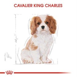 Royal Canin Junior Cavalier King Charles Yavru Köpek Maması 1,5 Kg - 8