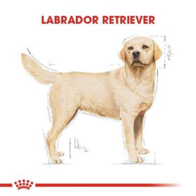 Royal Canin Labrador Retriever Irk Yetişkin Köpek Maması 12 Kg - 7