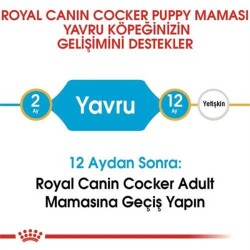 Royal Canin Puppy Cocker Irk Yavru Köpek Maması 3 Kg - 4