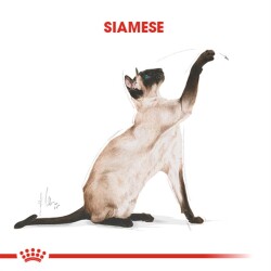 Royal Canin Siamese 38 Siyam Kedisine Özel Yetişkin Kedi Maması 2 Kg - 6